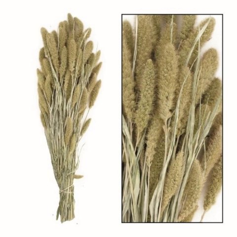 KWIAT NATURA 17 DŁ. BUKIETU 65 CM DŁ. KŁOS 9 CM NATURALNY KWIAT NATURA 17 DŁ. BUKIETU 65 CM DŁ. KŁOS 9 CM NATURALNY