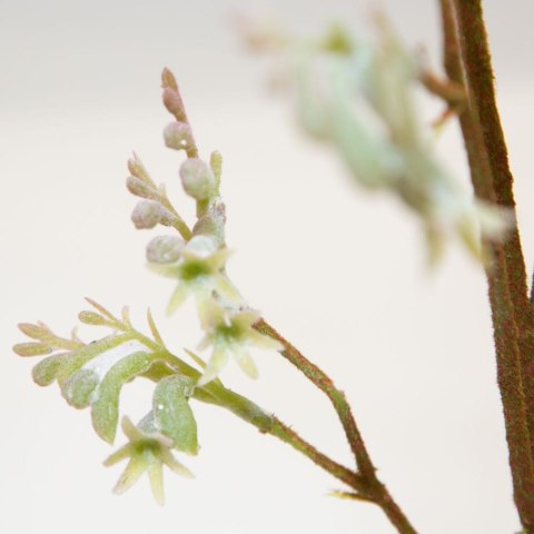 KW/NATU/221/ZI+C ZIEL+CZER